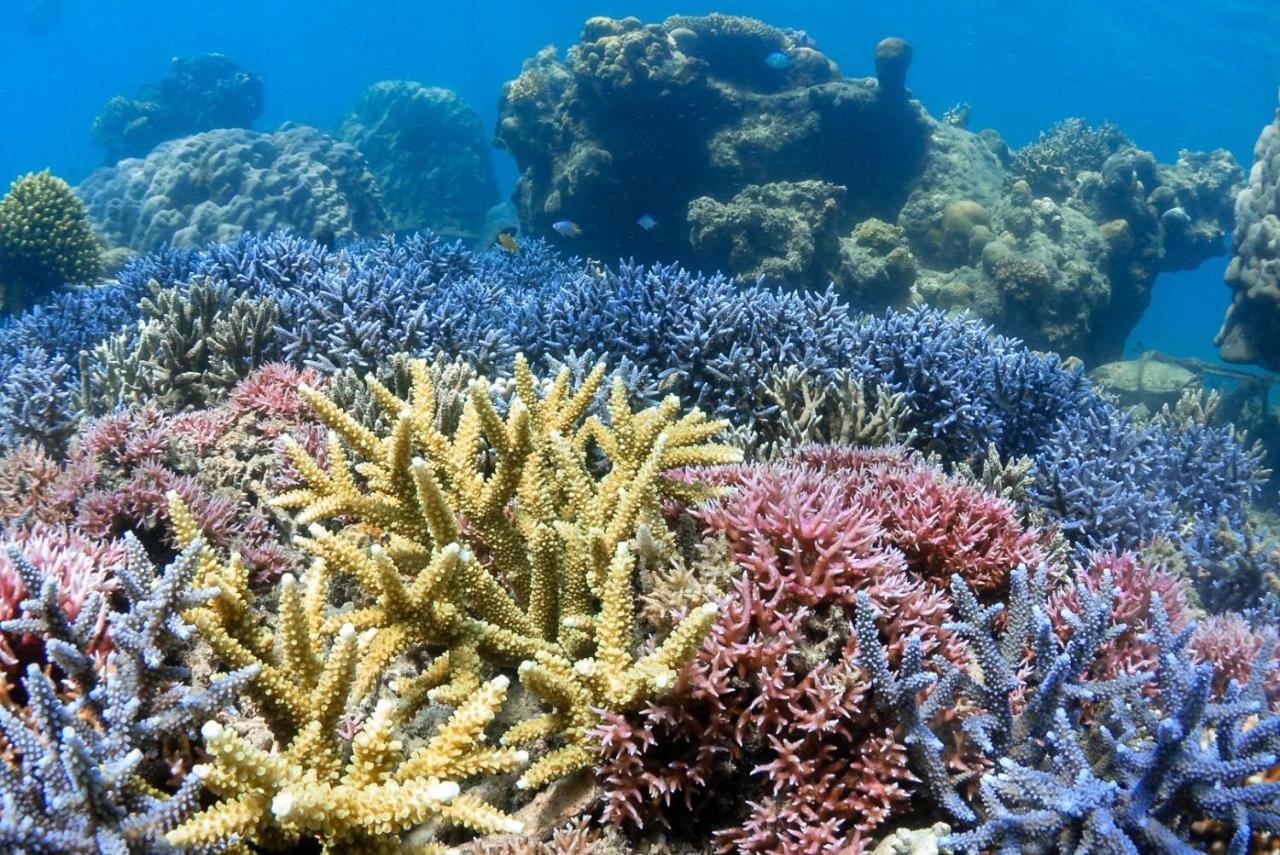 Alam Karang Otel Gili Gede Dış mekan fotoğraf