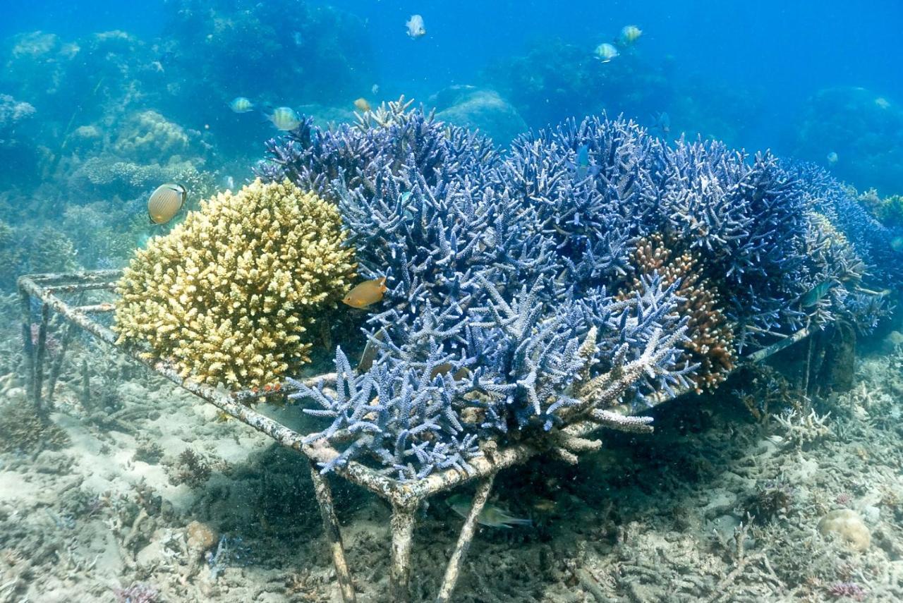 Alam Karang Otel Gili Gede Dış mekan fotoğraf