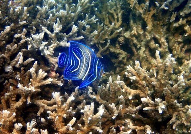 Alam Karang Otel Gili Gede Dış mekan fotoğraf