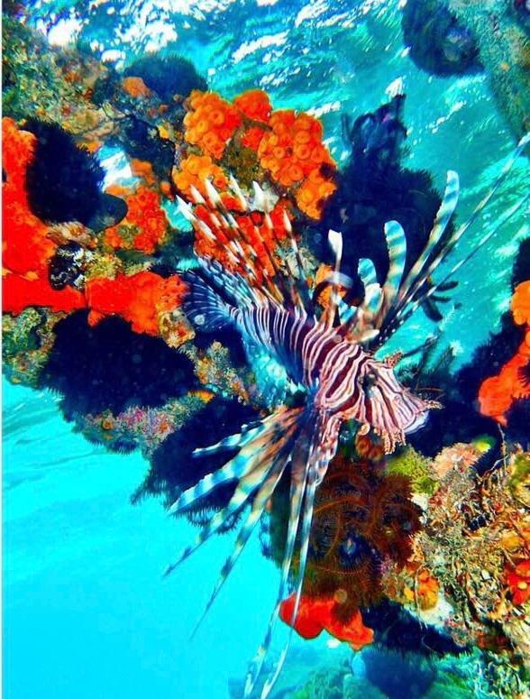 Alam Karang Otel Gili Gede Dış mekan fotoğraf