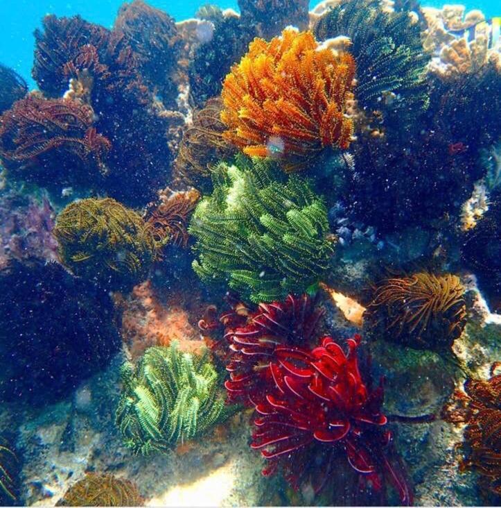Alam Karang Otel Gili Gede Dış mekan fotoğraf